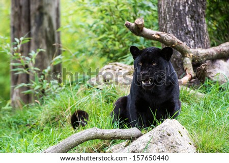 Black Jaguar Amidst Large Rocks And Tree Trunks/Black Jaguar/Black Jaguar