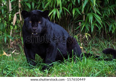 Black Jaguar Against A Background Of Thick Bamboo/Black Jaguar/Black Jaguar