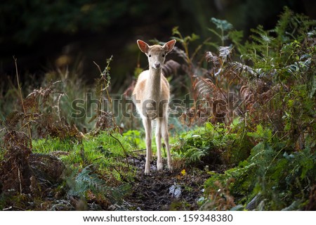 Pure white Fallow Deer deep in the forest/White Fallow Deer/White Fallow Deer