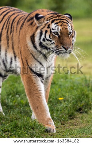 Female Amur Tiger walking toward viewer/Amur Tiger/Amur Tiger