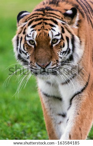 Female Amur Tiger walking toward viewer/Amur Tiger/Amur Tiger