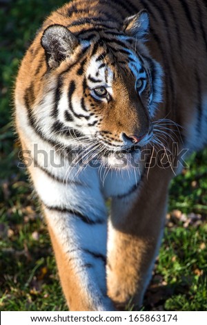 Amur Tiger walking out of shadow into the light/Amur Tiger/Amur Tiger