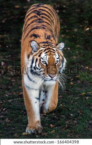 Amur Tiger walking out of shadow toward viewer/Amur Tiger/Amur Tiger