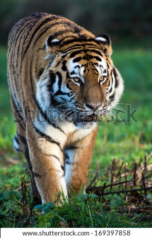 Siberian Tiger walking through dark forest/Siberian Tiger/Siberian Tiger