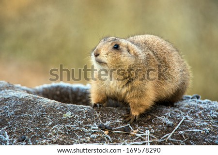 Prairie Dog emerging from frost covered burrow/Prairie Dog/Prairie Dog
