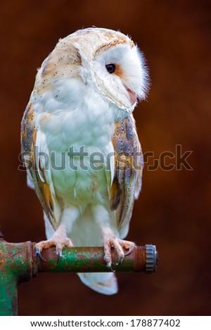 Barn Owl perched on an old water pump/Barn Owl/Barn Owl