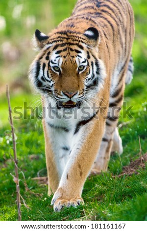 Female Siberian Tiger walking toward the viewer/Tiger/Tiger