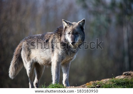 Backlit Grey Wolf against a background of dark forest/Grey Wolf/Grey Wolf