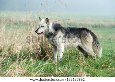Grey Wolf in long grass against a background of mist/Grey Wolf/Grey Wolf