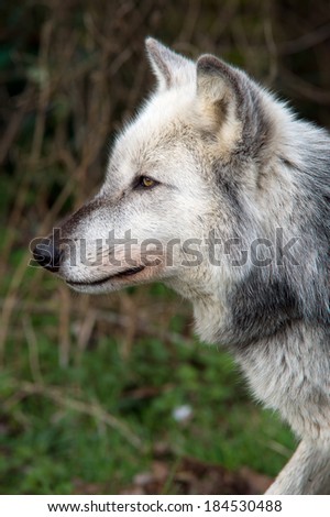 Grey Wolf Head and Shoulders Close Up/Grey Wolf/Grey Wolf