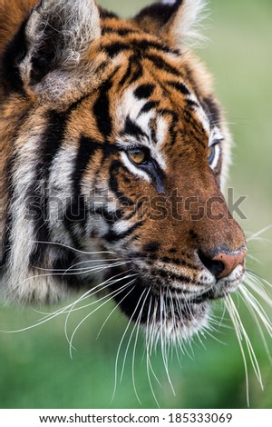 Close up of female Bengal Tiger face/Bengal Tiger/Bengal Tiger
