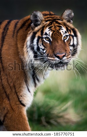 Close up of female Bengal Tiger face, head and forelimbs/Bengal Tiger/Bengal Tiger