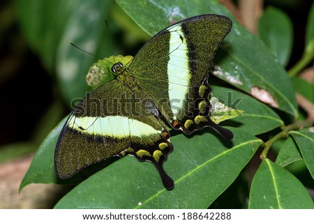Emerald Swallowtail Butterfly on green foliage/Butterfly/Emerald Swallowtail Butterfly