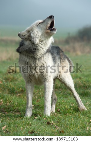 Grey Wolf howling against a misty background/Wolf/Grey Wolf