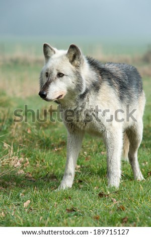 Grey Wolf against a misty background/Wolf/Grey Wolf