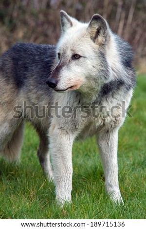 Grey Wolf close up with head turned/Wolf/Grey Wolf