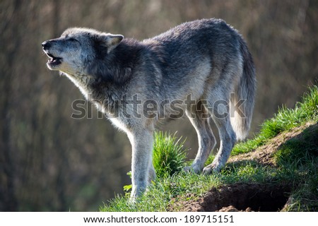Backlit Grey Wolf howling against a background of dark forest/Wolf/Grey Wolf