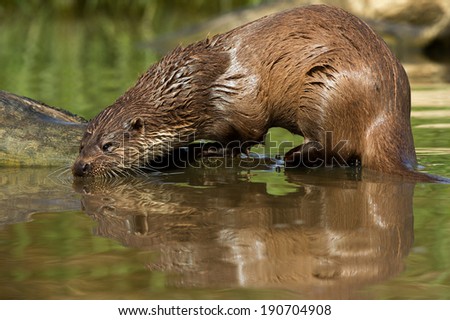 European Otter reflected in water/Otter/European Otter