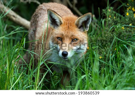 Red Fox in long green grass at the edge of a forest/Red Fox/Red Fox (vulpes vulpes)