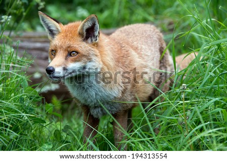 Red Fox in long green grass/Red Fox/Red Fox