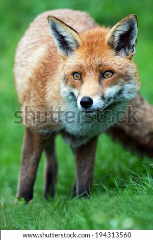 Red Fox close up in short green grass/Red Fox/Red Fox