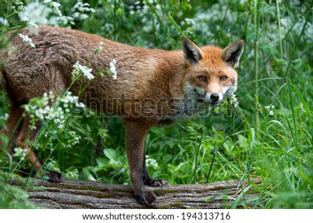 Red Fox standing on log looking at viewer through thick foliage/Red Fox/Red Fox