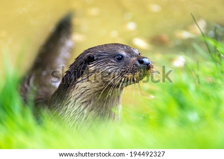 European Otter emerging from lake/Otter/Otter (lutra lutra)