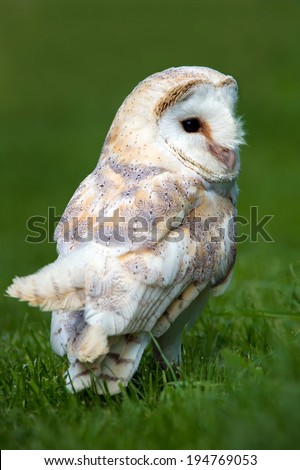Barn Owl against a background of green grass/Barn Owl/Barn Owl (tyto alba)
