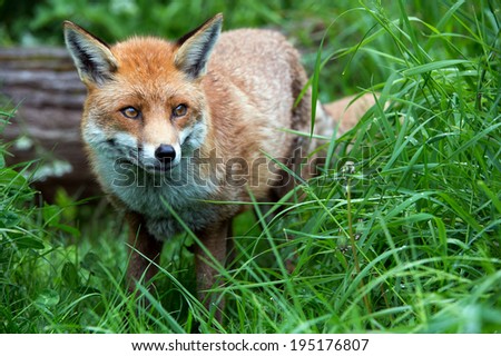 Red Fox in long green grass/Fox/Red Fox (vulpes vulpes)