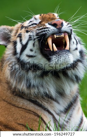 Siberian Tiger close up baring teeth/Tiger/Siberian Tiger (panthera tigris)