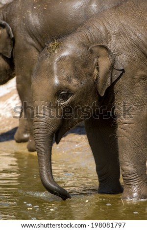 Baby Indian Elephant playing in water/Baby Elephant/Indian Elephant (elephas maximus indicus)