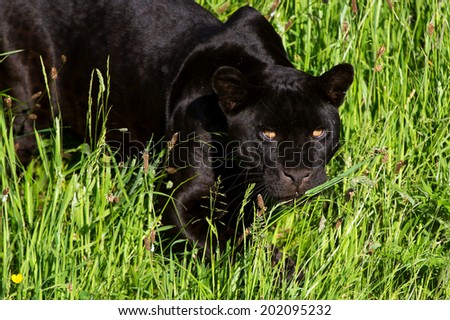 Black Jaguar amidst long green grass/Black Jaguar/Black Jaguar (panther onca)