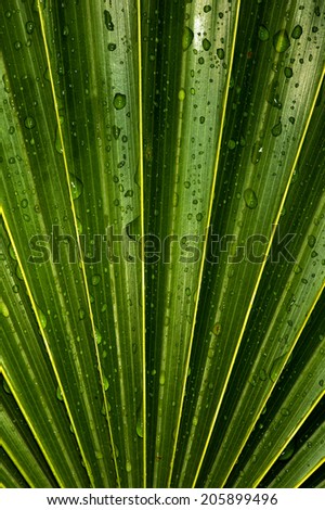 Wet Vivid Green Palm Leaf/Palm Leaf Detail/Palm Leaf