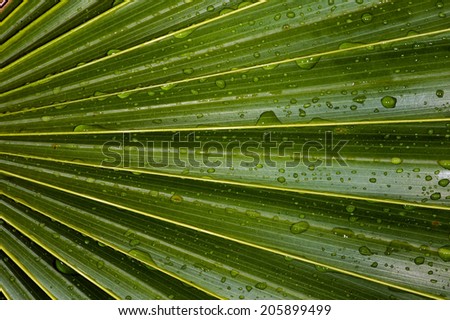 Wet Vivid Green Palm Leaf/Palm Leaf Detail/Palm Leaf