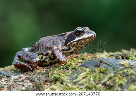 European Common Frog on mossy log/Frog/Common Frog (rana temporaria)