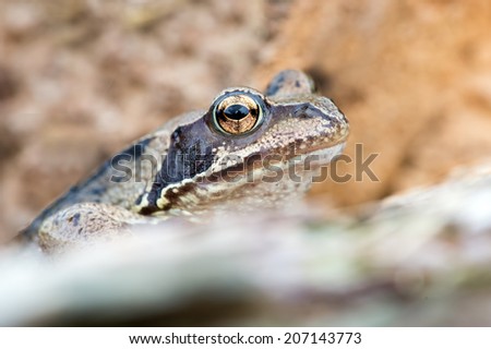 European Common Frog camouflaged against log/Frog/Common Frog (rana temporaria)