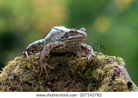 European Common Frog on mossy log/Frog/Common Frog (rana temporaria)