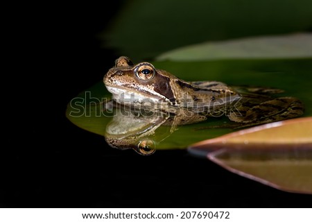 European Common Frog reflected in water/Frog/Common Frog (rana temporaria)