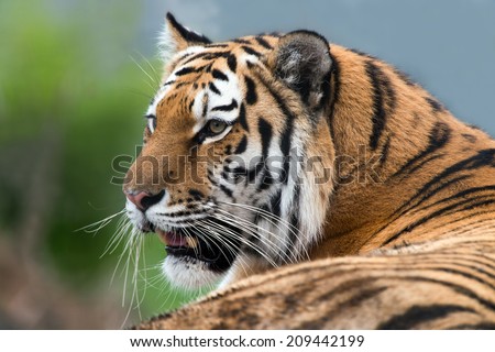 Siberian Tiger close up against a blurred background of sky and foliage/Siberian Tiger/Siberian Tiger (panthera tigris altaica)