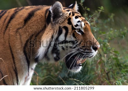 Male Siberian Tiger walking through dense forest foliage/Tiger/Siberian Tiger (panthera tigris altaica)