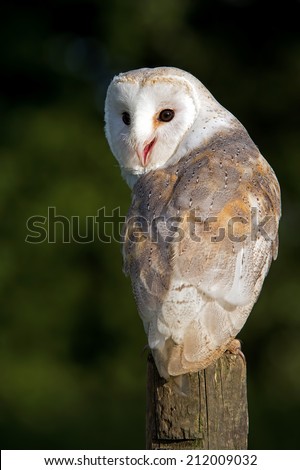 Barn Owl perched on a wooden stump/Barn Owl/Barn Owl (tyto alba)