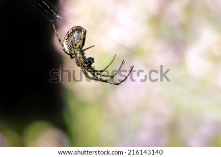 Common Orb Weaver Spider against blurred foliage background/Spider in Web/Spider (neoscona oaxacensis)