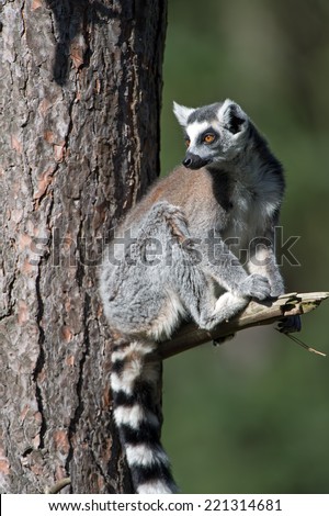 Ring-Tailed Lemur perched high in a tree/Ring-Tailed Lemur/Ring-Tailed Lemur (lemur catta)