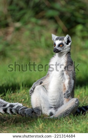 Ring-Tailed Lemur sunbathing in forest clearing/Ring-Tailed Lemur/Ring-Tailed Lemur (lemur catta)