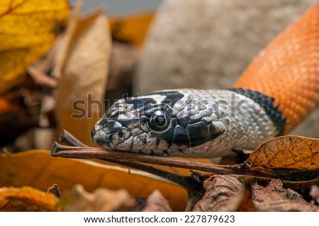 Mexican Banded King Snake amid rocks and leaves/Mexican Banded King Snake/Mexican Banded King Snake (lampropeltis alterna)