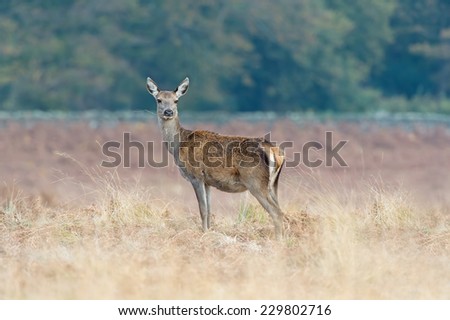 Red Deer Hind Against a Background of Red Bracken and Forest/Red Deer Hind/Red Deer (cervus elaphus)