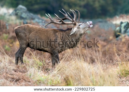 Red Deer Stag Bellowing Against a Background of Red Bracken and Forest/Red Deer Stag/Red Deer (cervus elaphus)