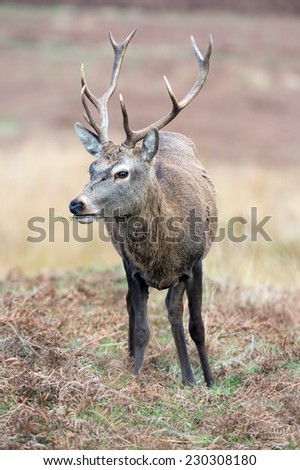 Red Deer Stag Against a Background of Red and Yellow Grass/Red Deer Stag/Red Deer (cervus elaphus)
