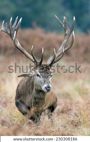 Red Deer Stag Rising up Through Long Grass and Bracken/Red Deer Stag/Red Deer (cervus elaphus)