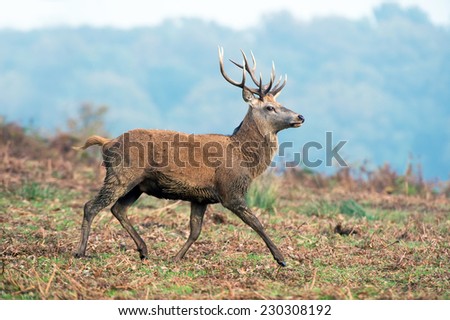 Red Deer Stag Against a Background of Misty Forest/Red Deer Stag/Red Deer (cervus elaphus)